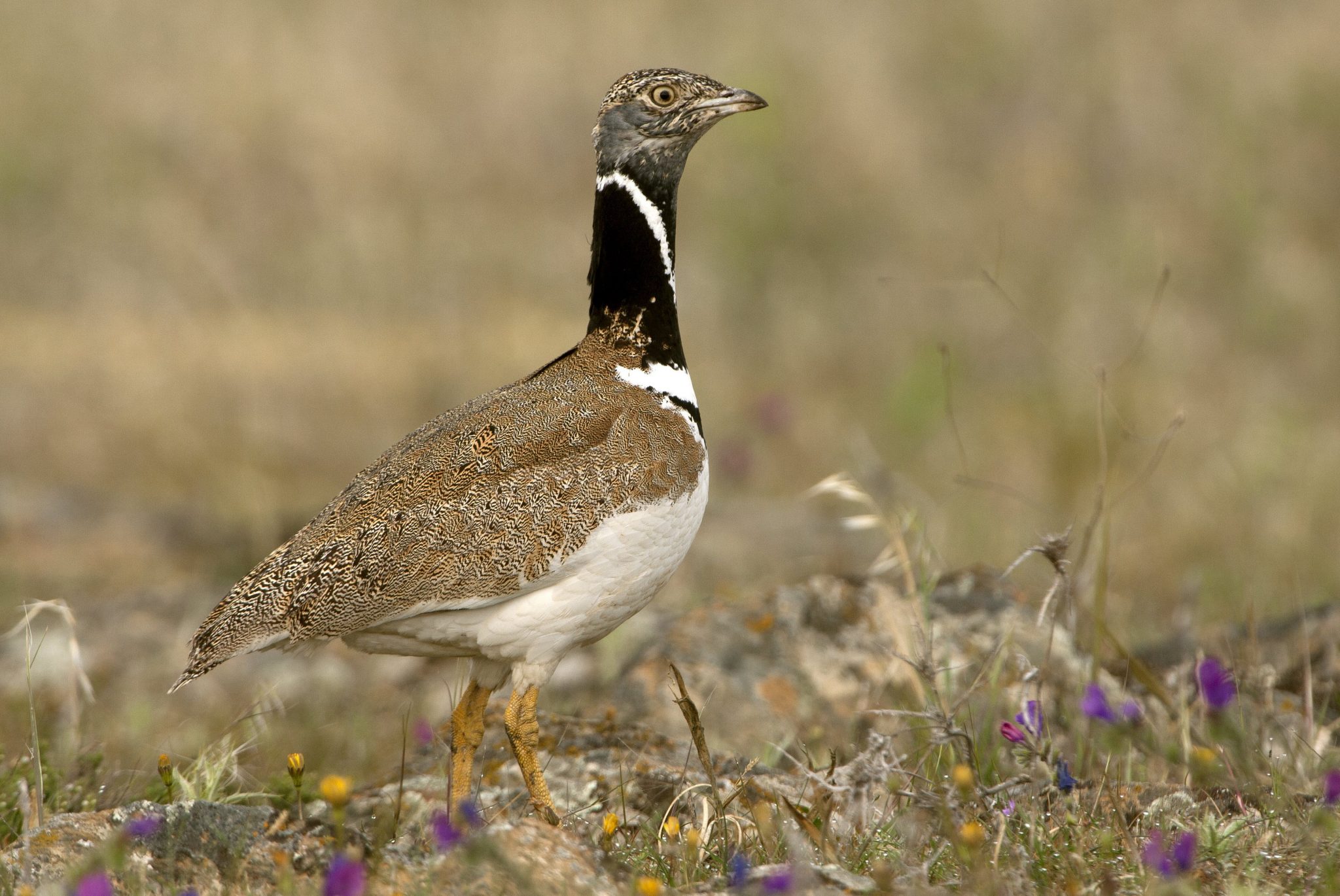 aves en agroecosistemas cerealistas