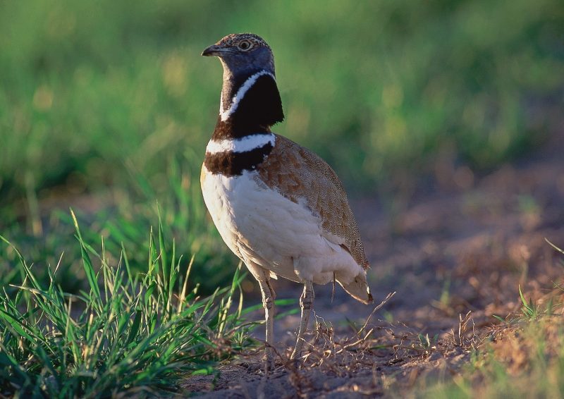 cambio climático afecta a las aves