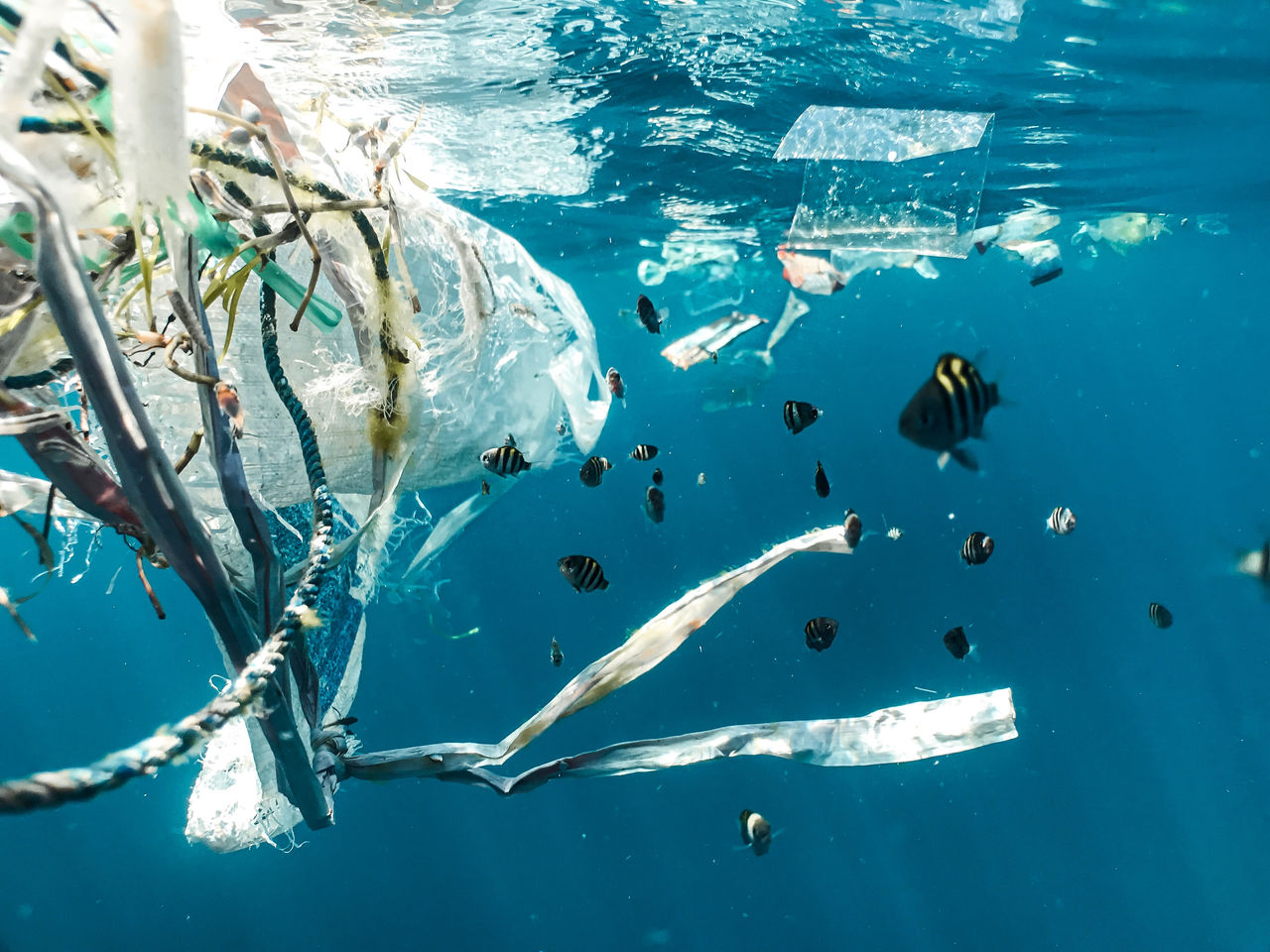 crisis ecológica del Mediterráneo