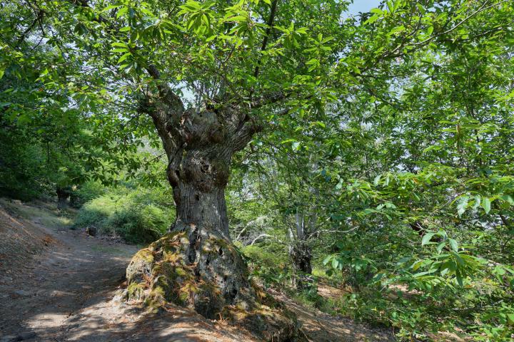 Cuánto miden los árboles en España