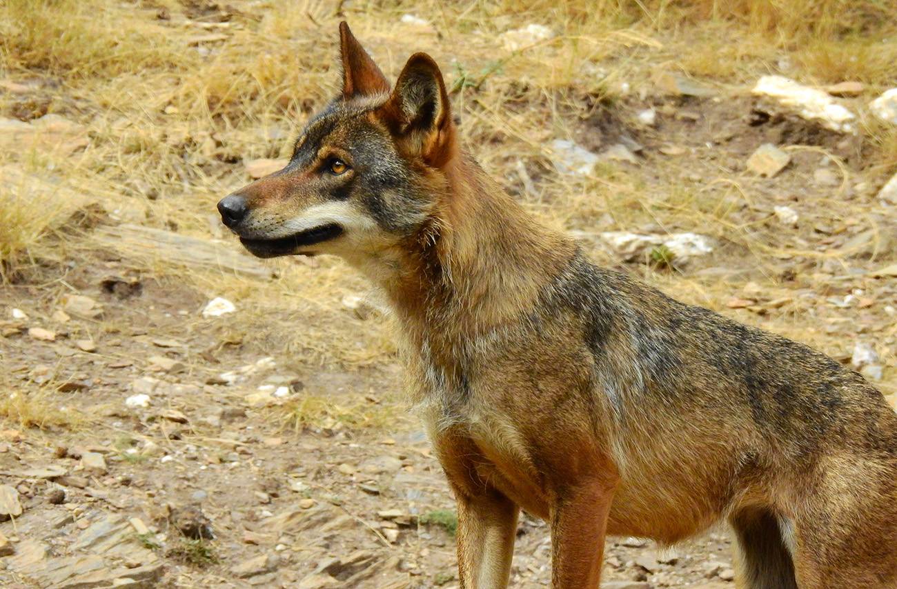 endogamia en el lobo ibérico