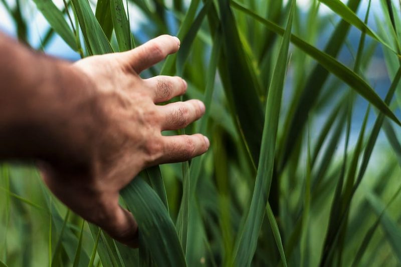 Futuro de la agricultura