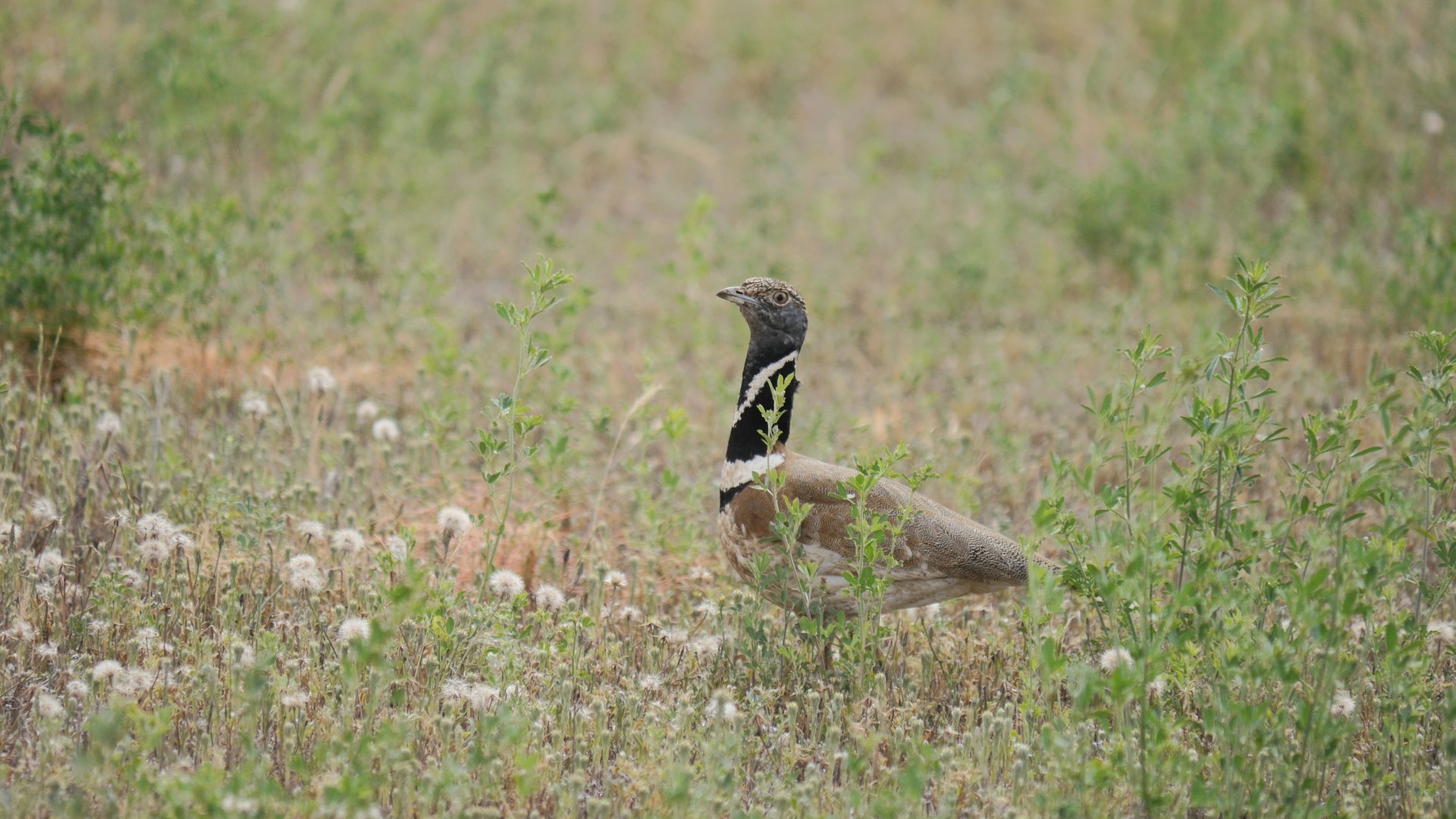 aves esteparias