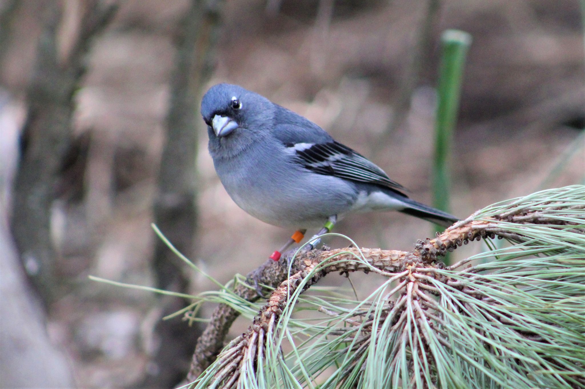 pinzón azul de Gran Canaria