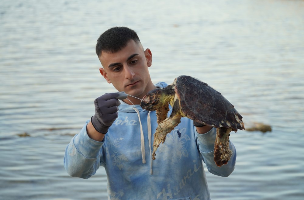 The tragic end of a Caretta Caretta sea turtle