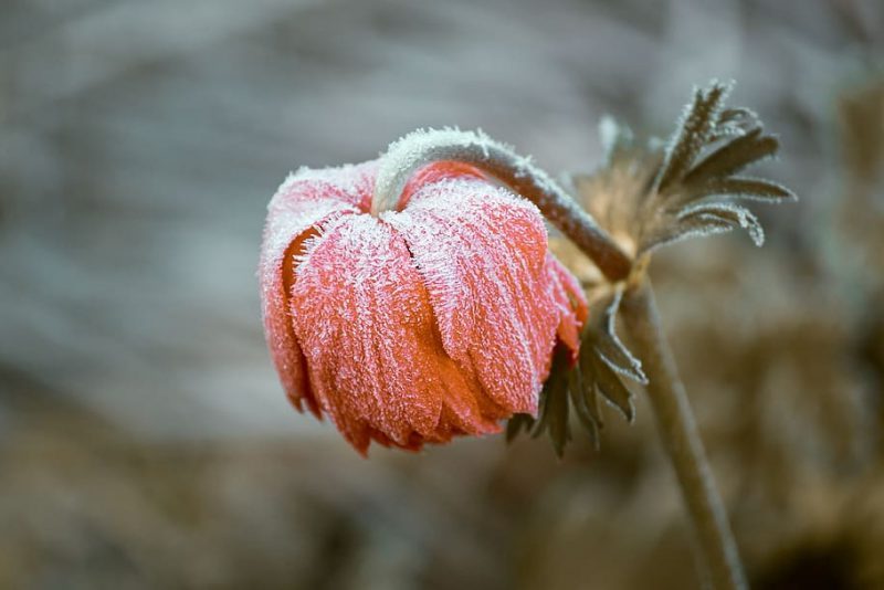 cómo se adaptan las plantas al frío