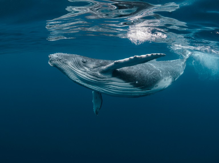 ballena jorobada