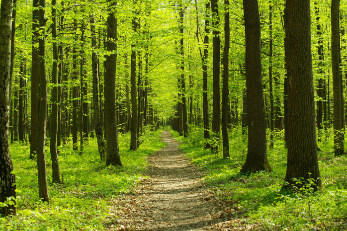 bioeconomía forestal MITECO