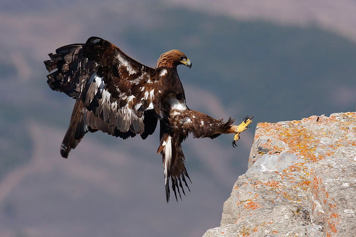 Ley de biodiversidad y patrimonio natural de La Rioja modificación