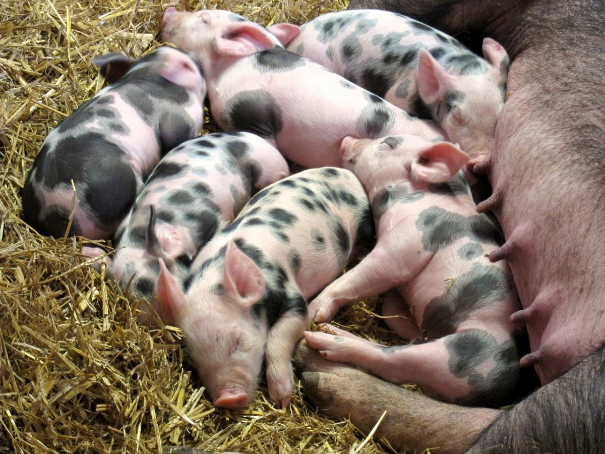 ClearFarm bienestar animal