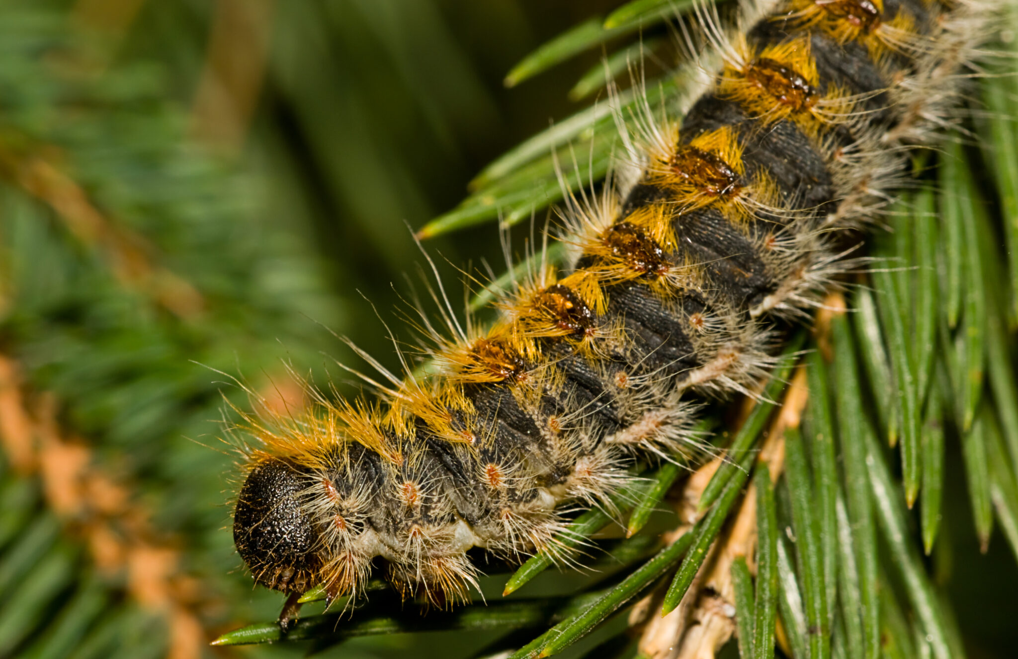 Oruga procesionaria del pino