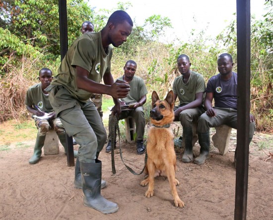 perros españoles