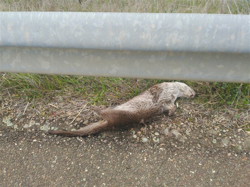 Nutria atropello