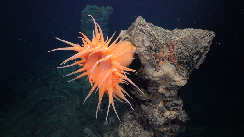 Fauna hidrotermal