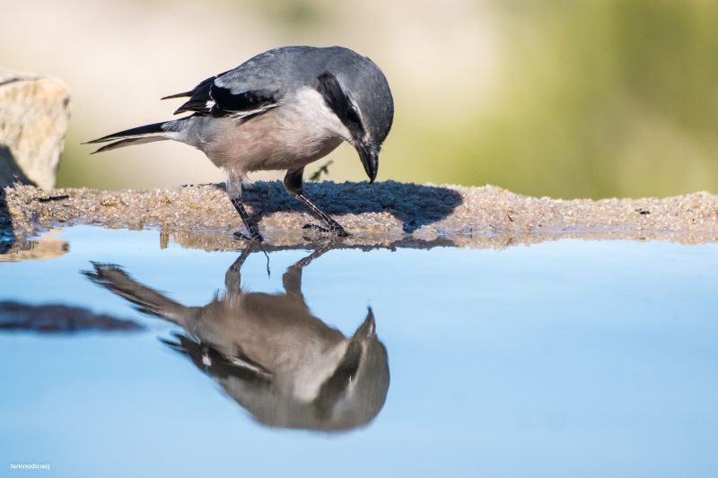 plumbismo en aves silvestres, SEO/BirdLife