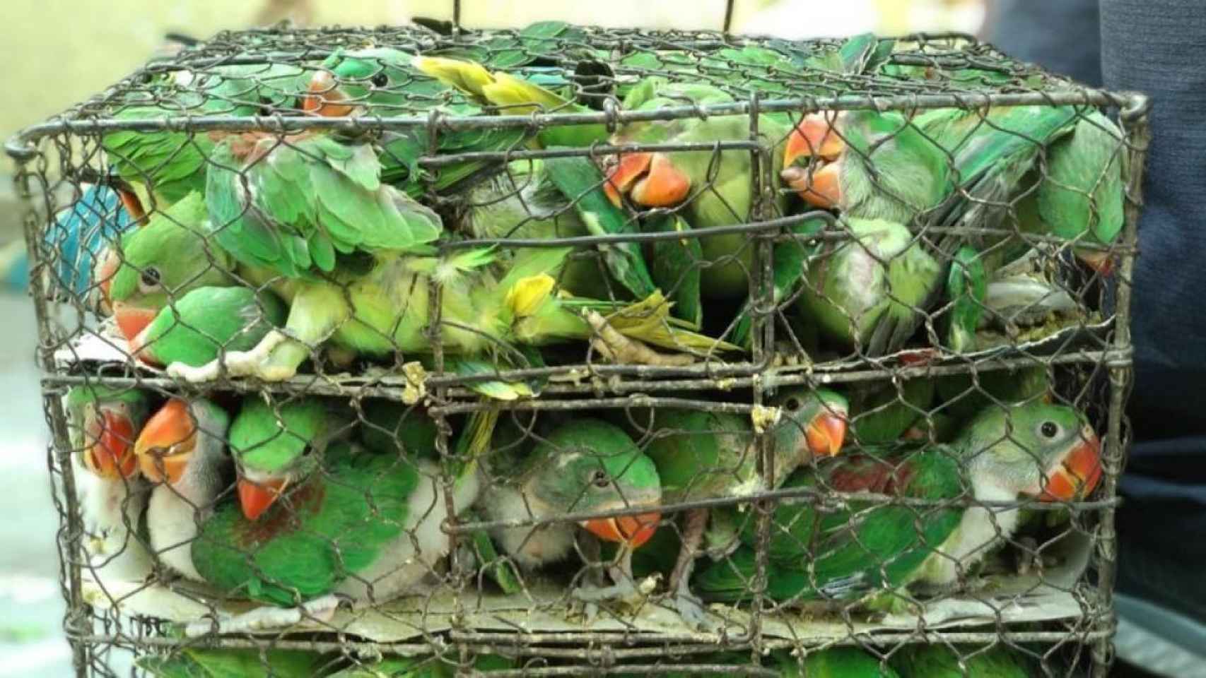 Pájaros redes sociales