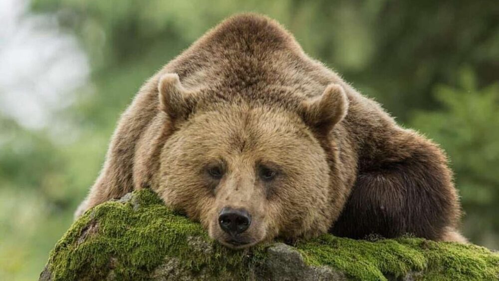 Sonny the bear sentenced to death: it is summary justice in Trentino - Il Giornale dell'Ambiente