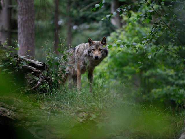 Lobo Europa