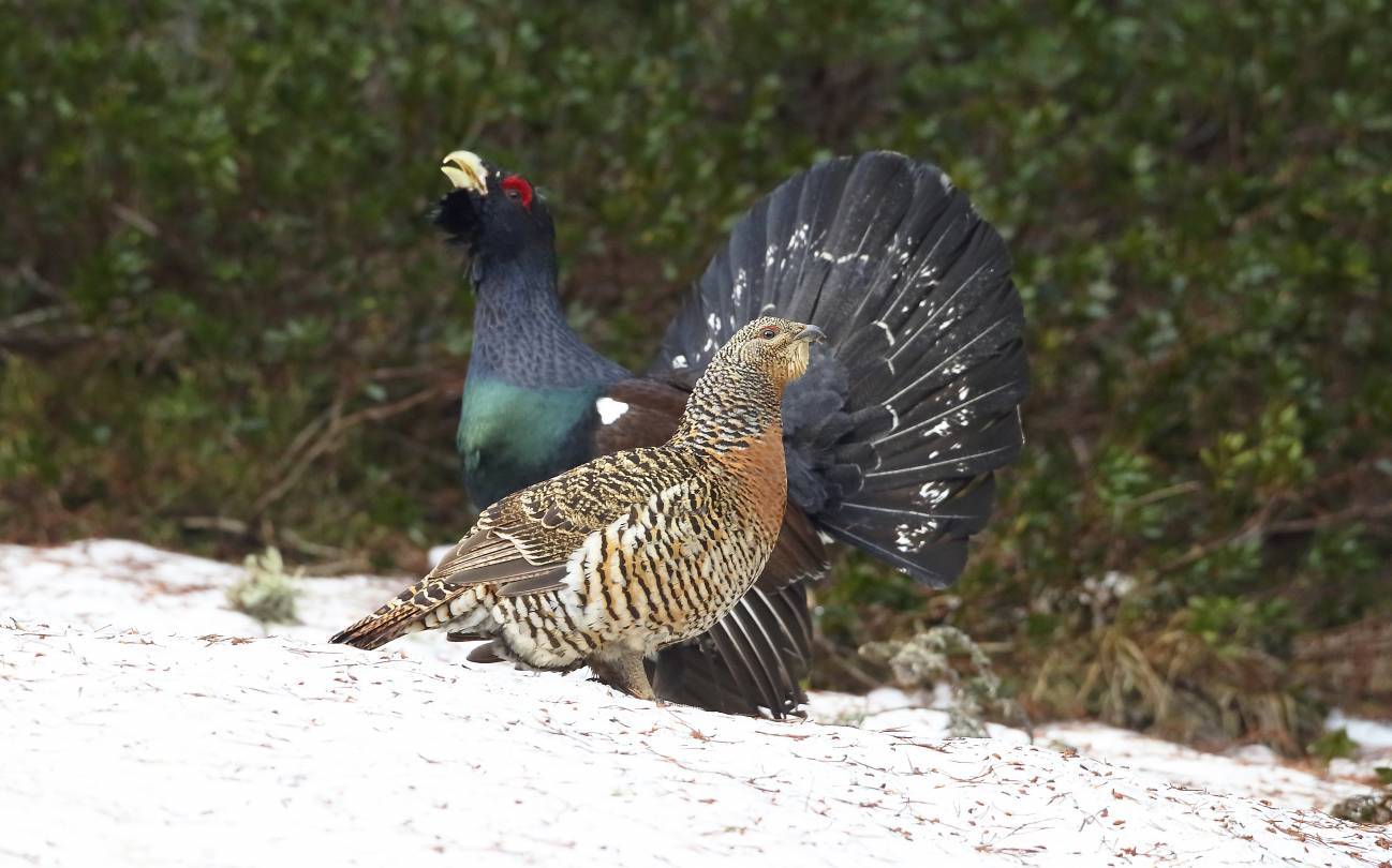 Urogallos Pirineos