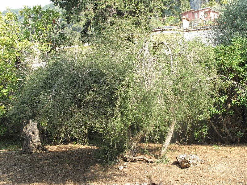 aceite de árbol de té