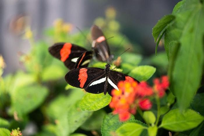 Mariposas tropicales Heliconius