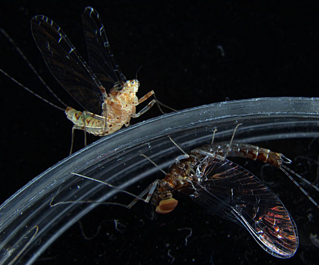 Genes animales