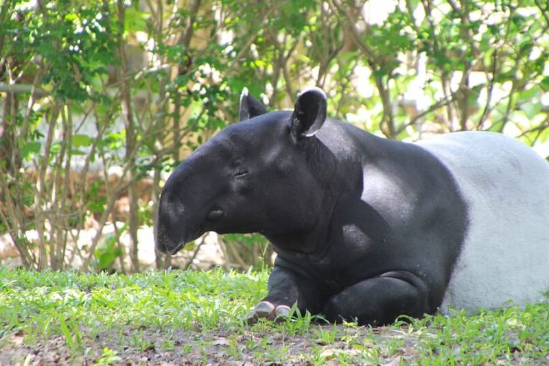 Día Mundial del Tapir 2024