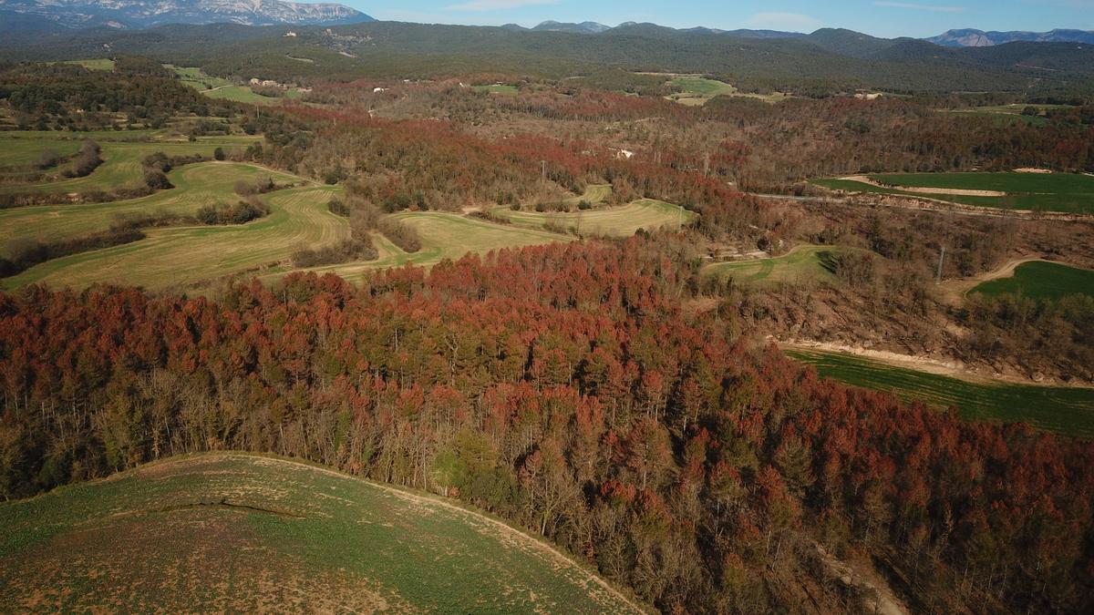 Bosques sequía Cataluña 2023