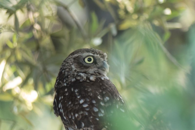 Mochuelo europeo SEO/BirdLife