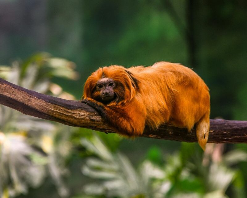 Día Internacional de la Diversidad Biológica 2024 naturaleza