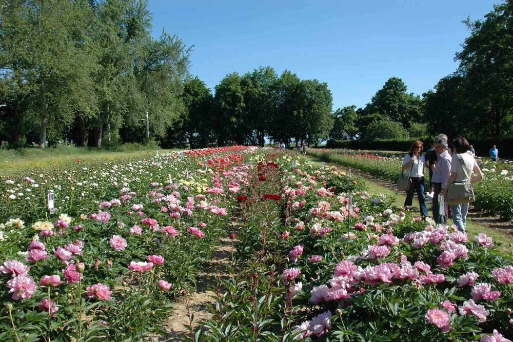 Peonies in Bloom: nature and environmental awareness