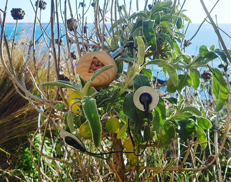 Plants in harmony: Play Plants Orchestra