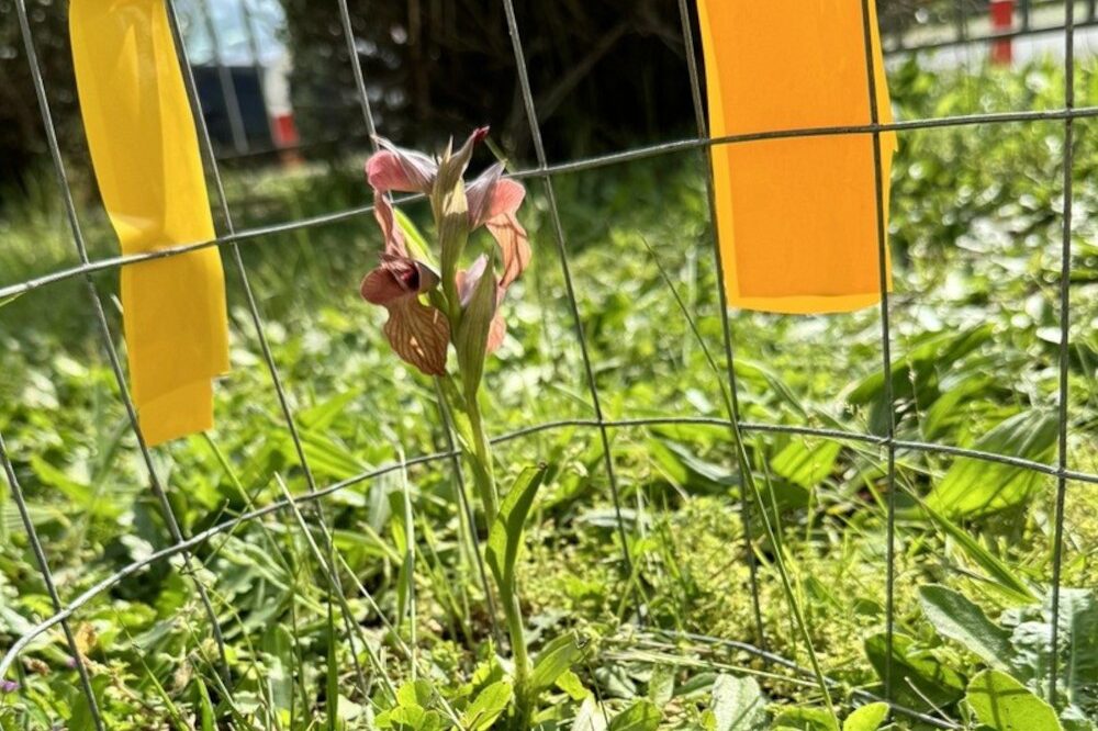 Rare orchid in the school garden - Il Giornale dell'Ambiente