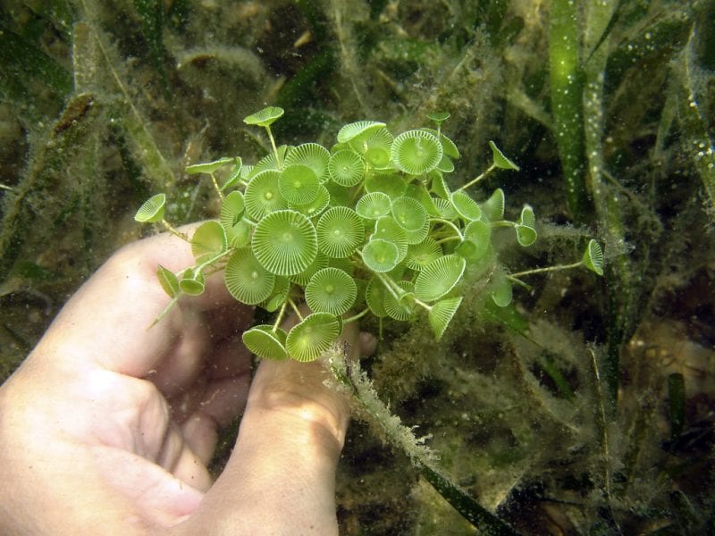 Stellar green algae at the origin of terrestrial plants - Il Giornale dell'Ambiente