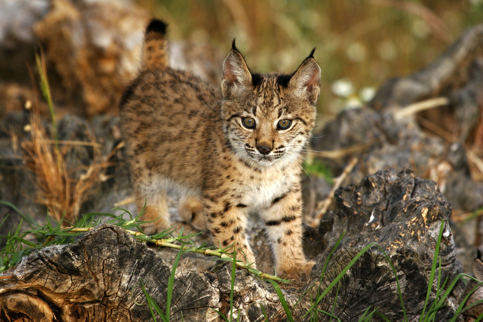 Lince ibérico Península Ibérica censo