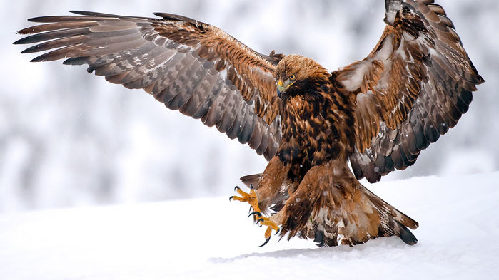 homo sapiens aguila perdicera aguila real asentamientos