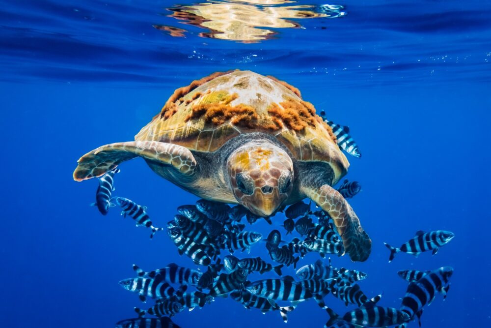 World Biodiversity Day