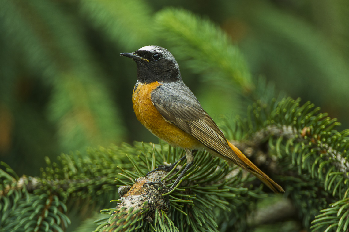 Aves emociones salud economía biodiversidad