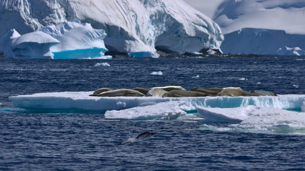 Candidate the Weddell Sea to become a marine protected area