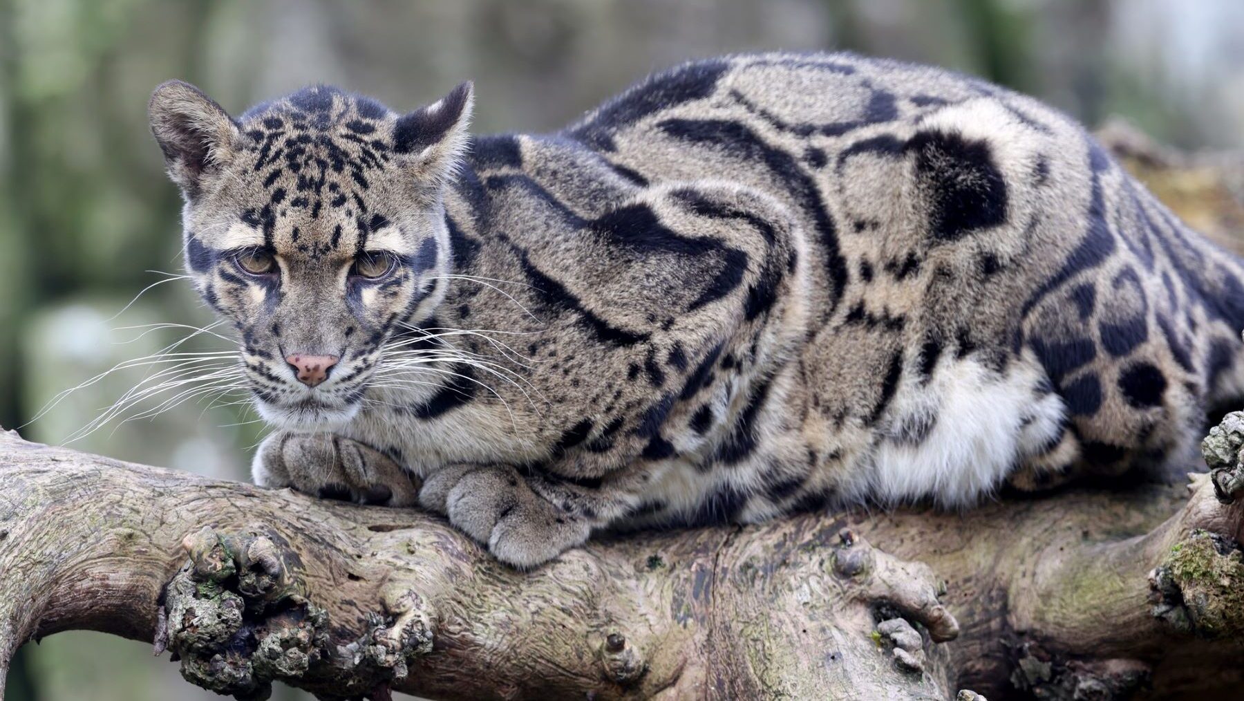 Día Internacional del Leopardo Nublado 2024 vulnerable