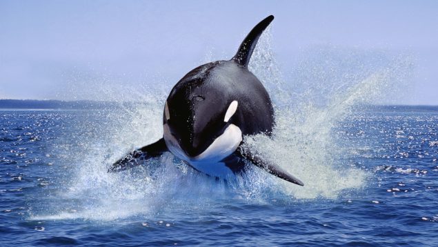 Orca Ibérica Gibraltar