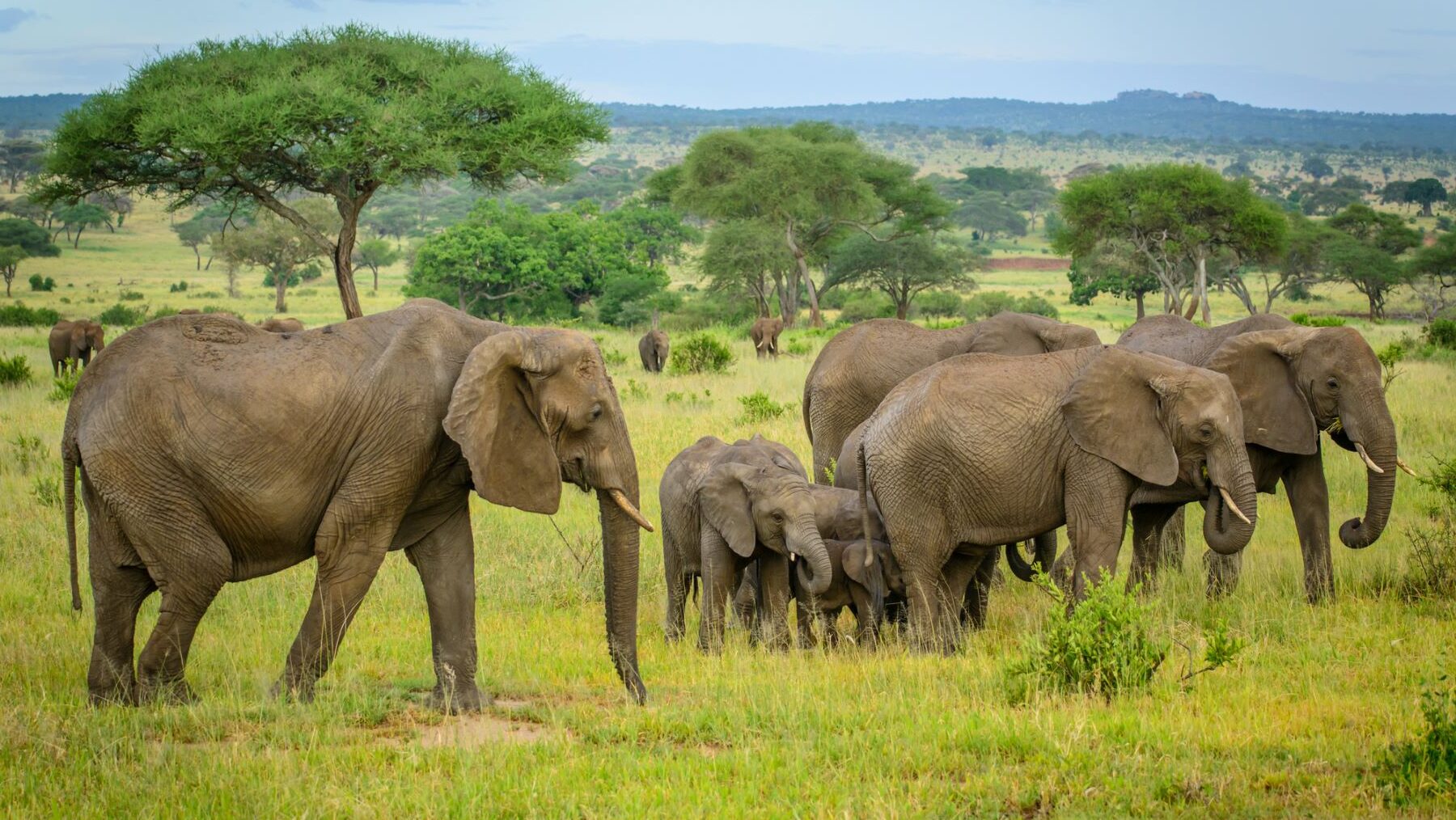 World Elephant Day 2024: extraordinary and endangered - ByteZila.com