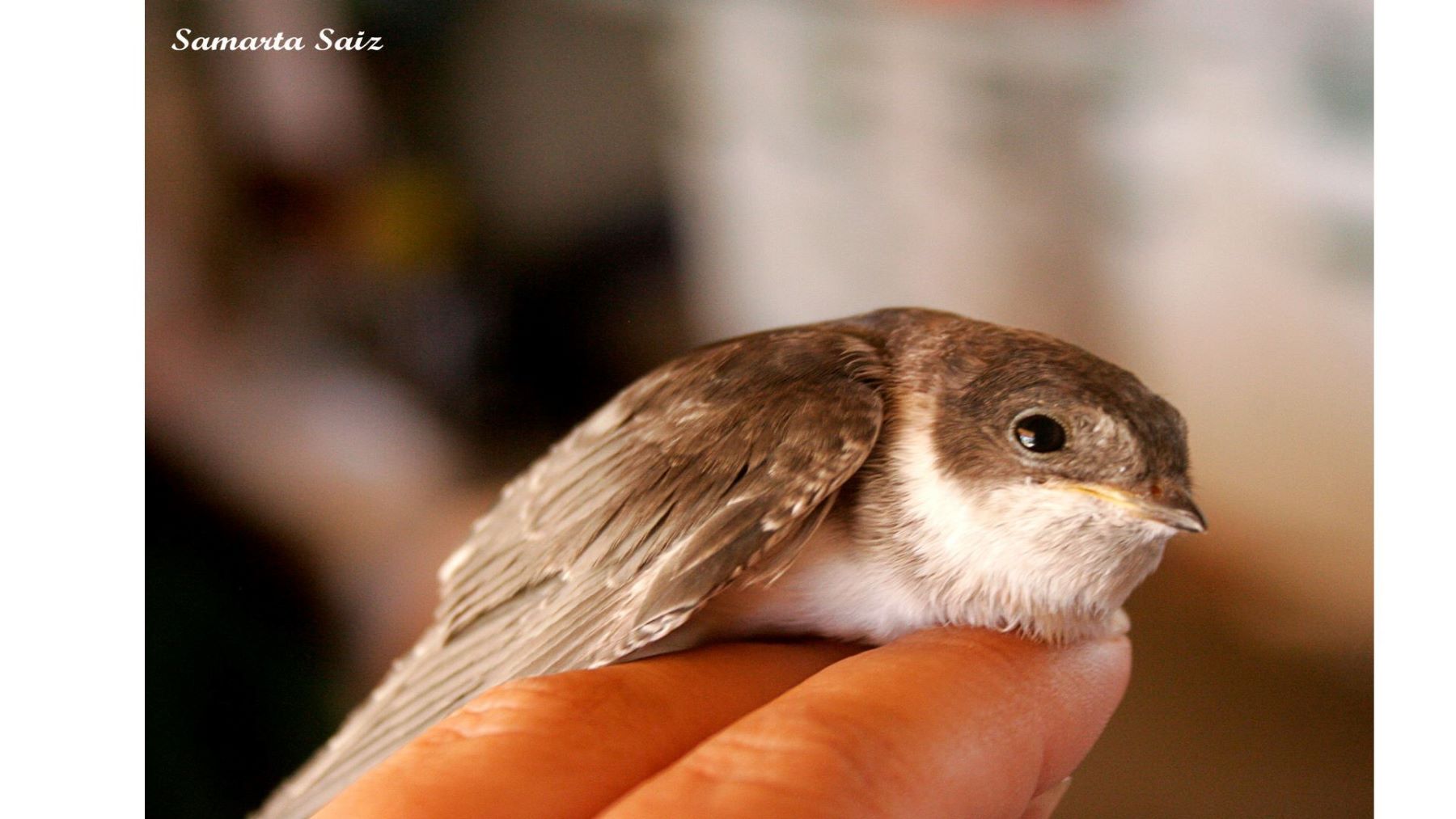 presencia microplásticos aves