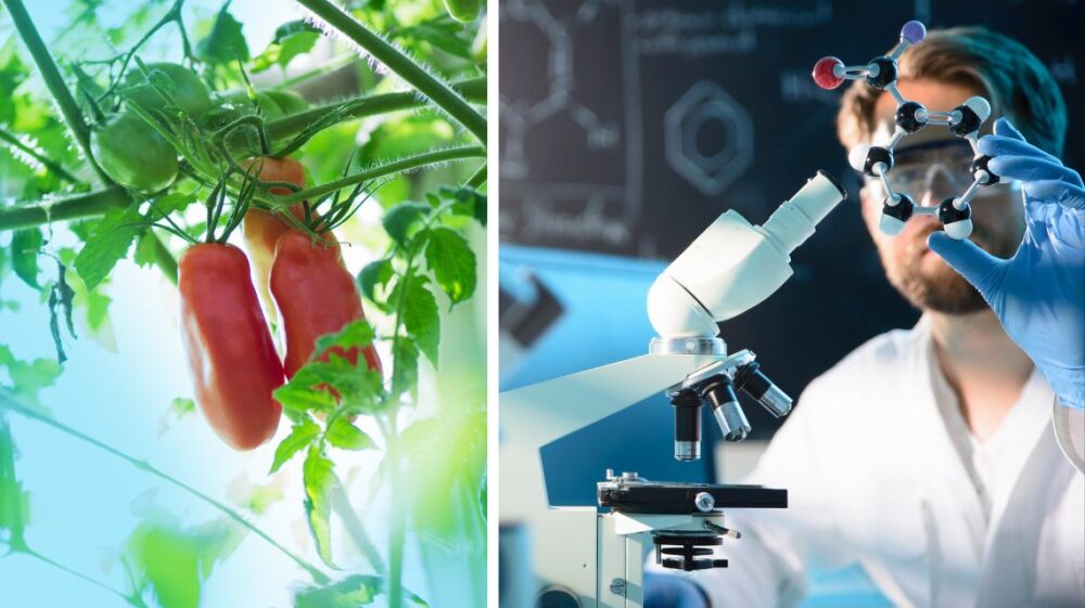 Antioxidant molecules from tomato waste