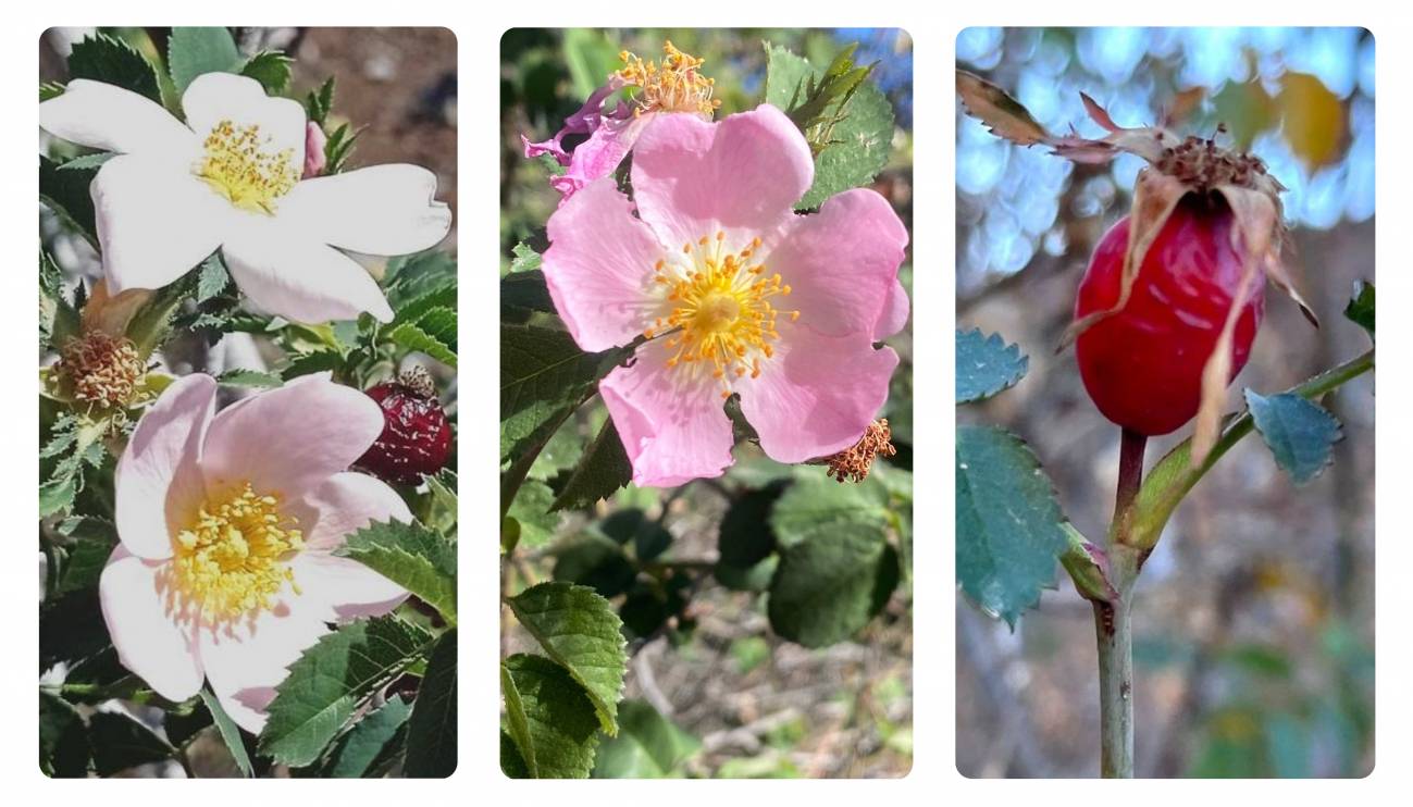 Canarias nuevas especies rosas silvestres islas