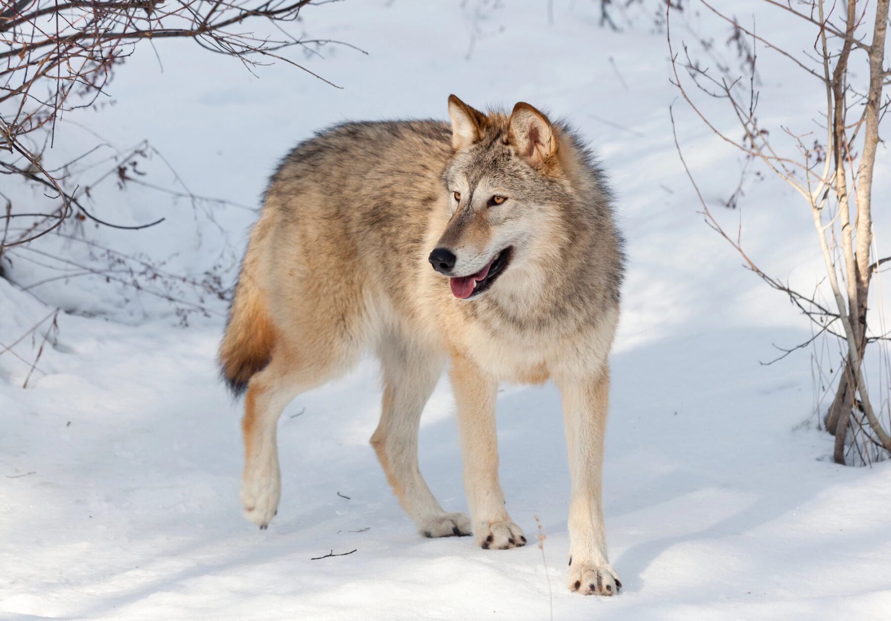 Europa lobos