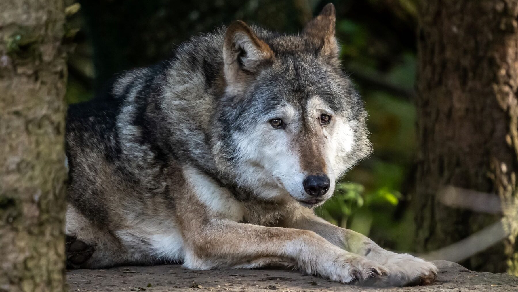 Protección lobo Europa Alianza Verde