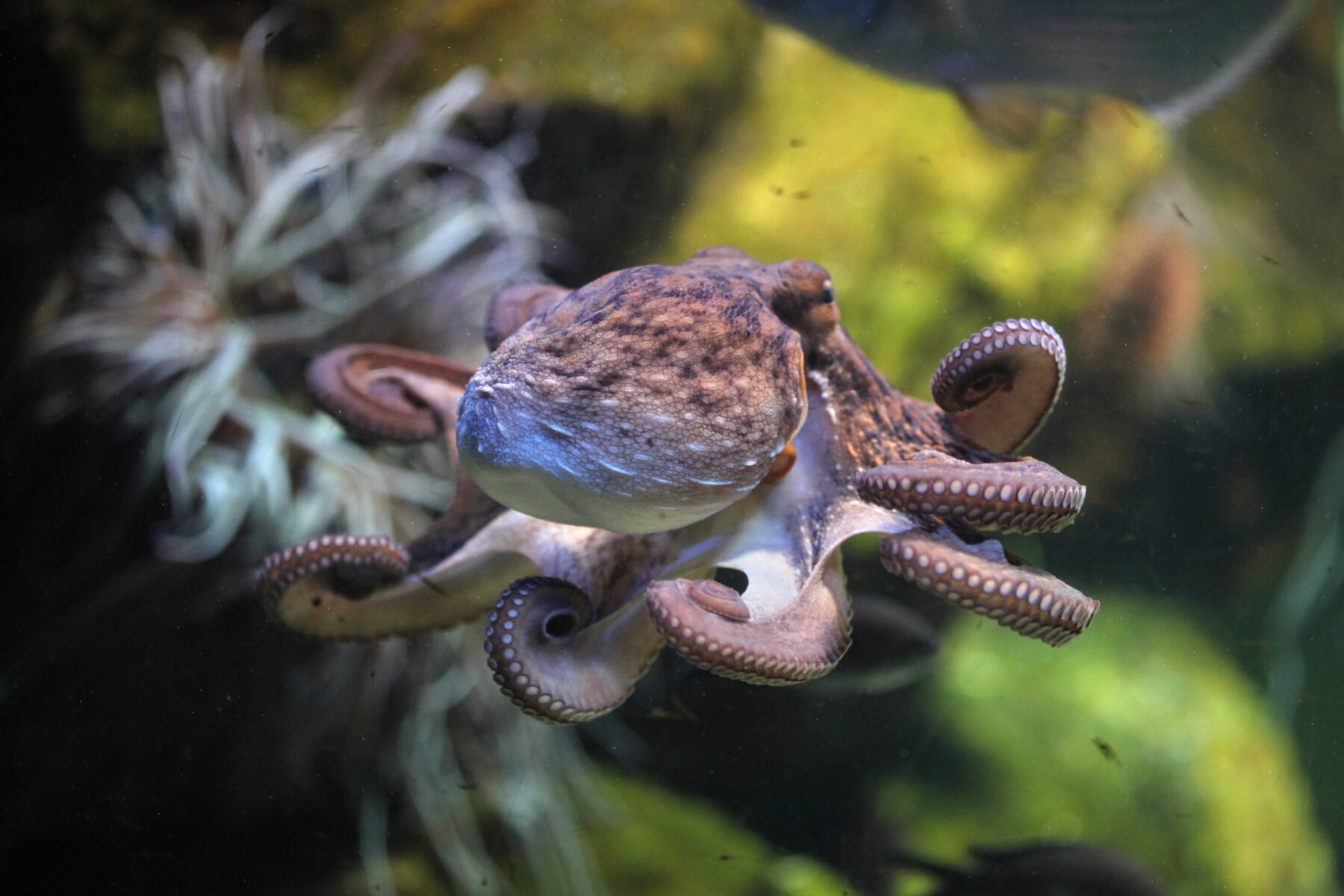 Moluscos crustáceos alianza pulpos peces caza