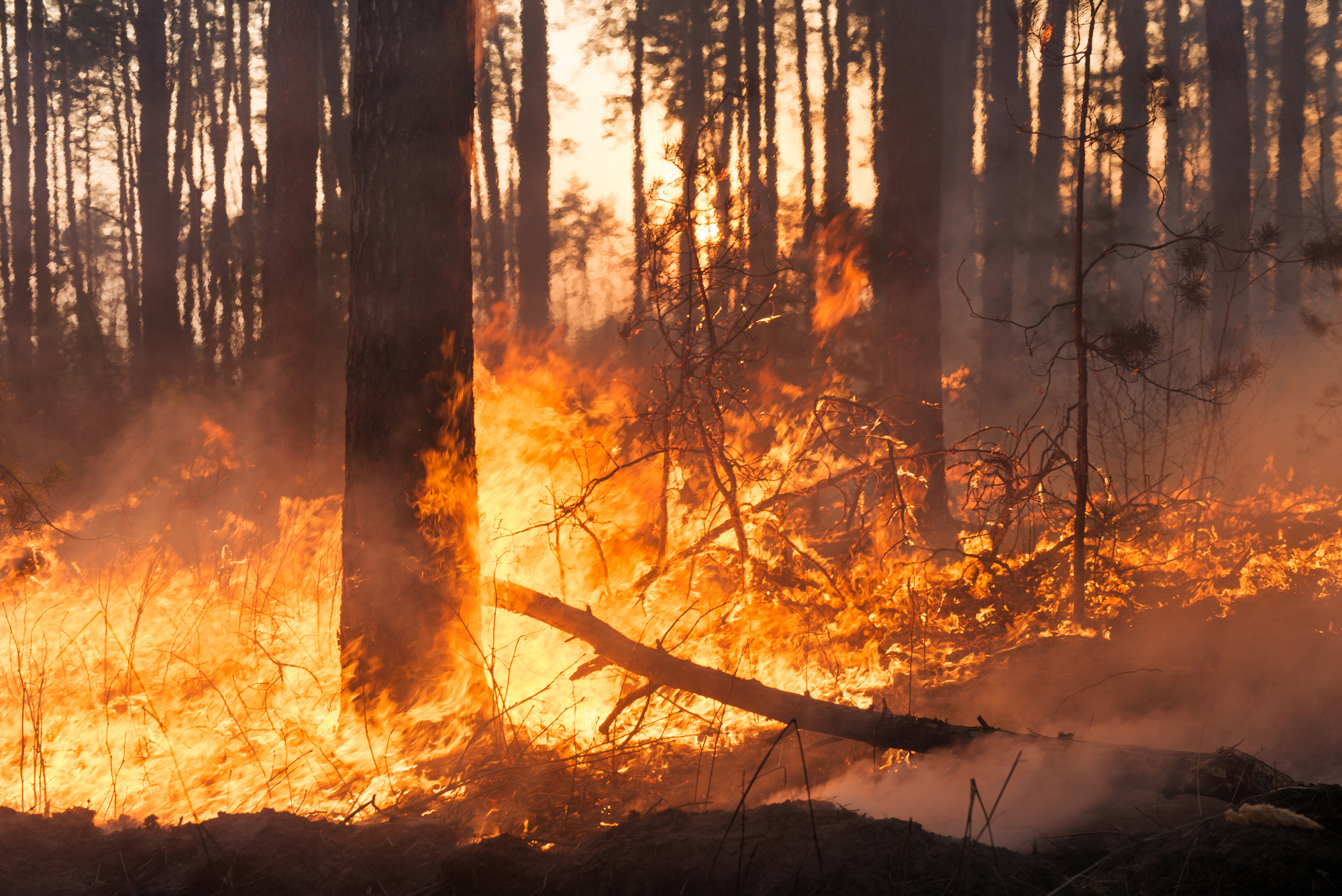 Portugal incendios forestales Albergaria-a-Velha Sever do Vouga