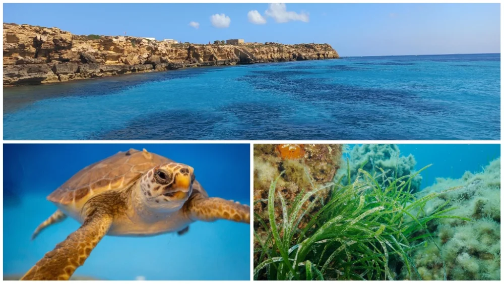 Sicily, the "island of the sea turtles" - Il Giornale dell'Ambiente